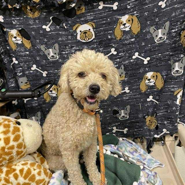 Curly Available at Charlie's Little Doghouse