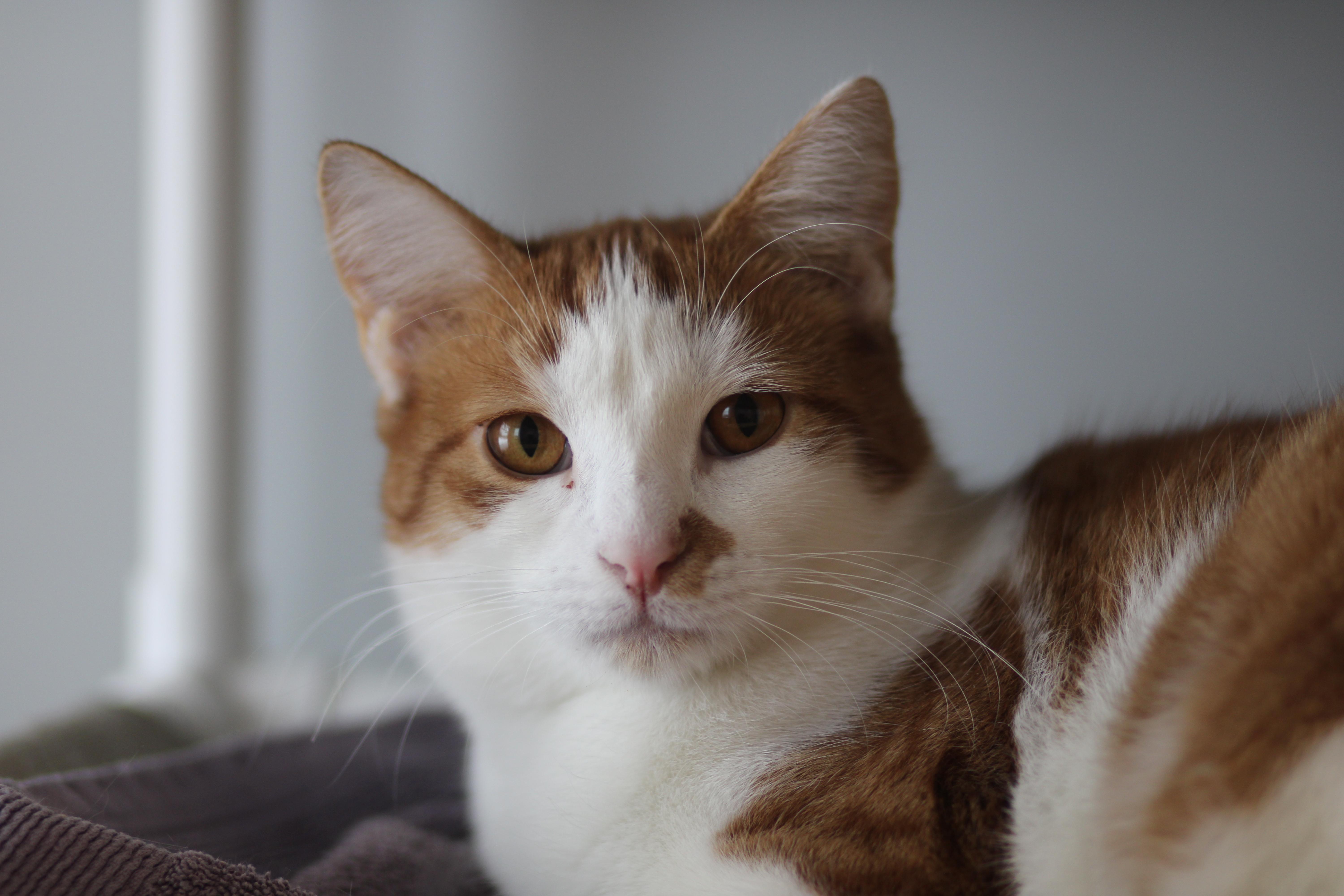 Patches, ADOPTABLE, Young Male Domestic Short Hair.