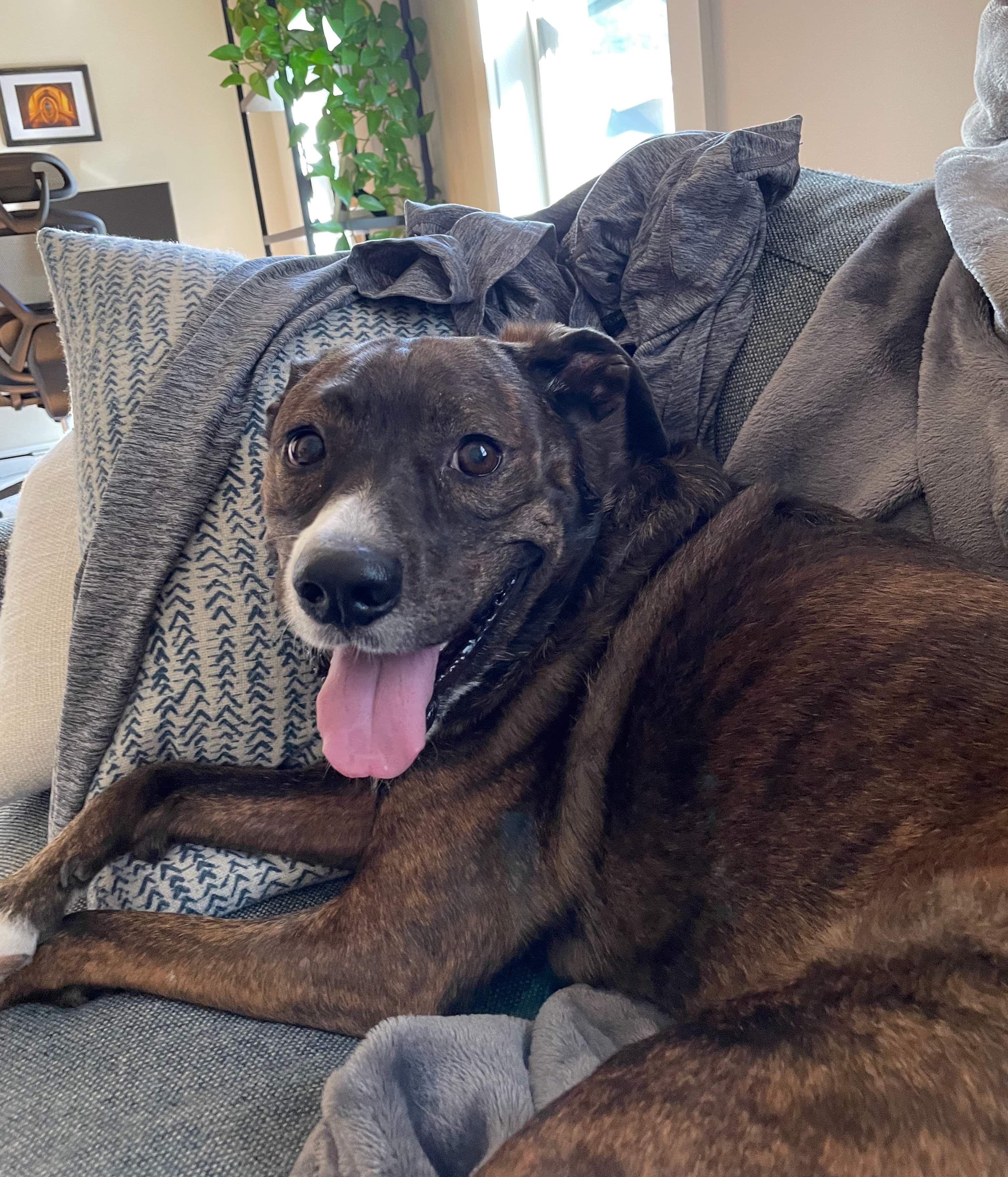 Enlarge Jackson, an adopted mixed breed in Atlanta , GA image 1/6