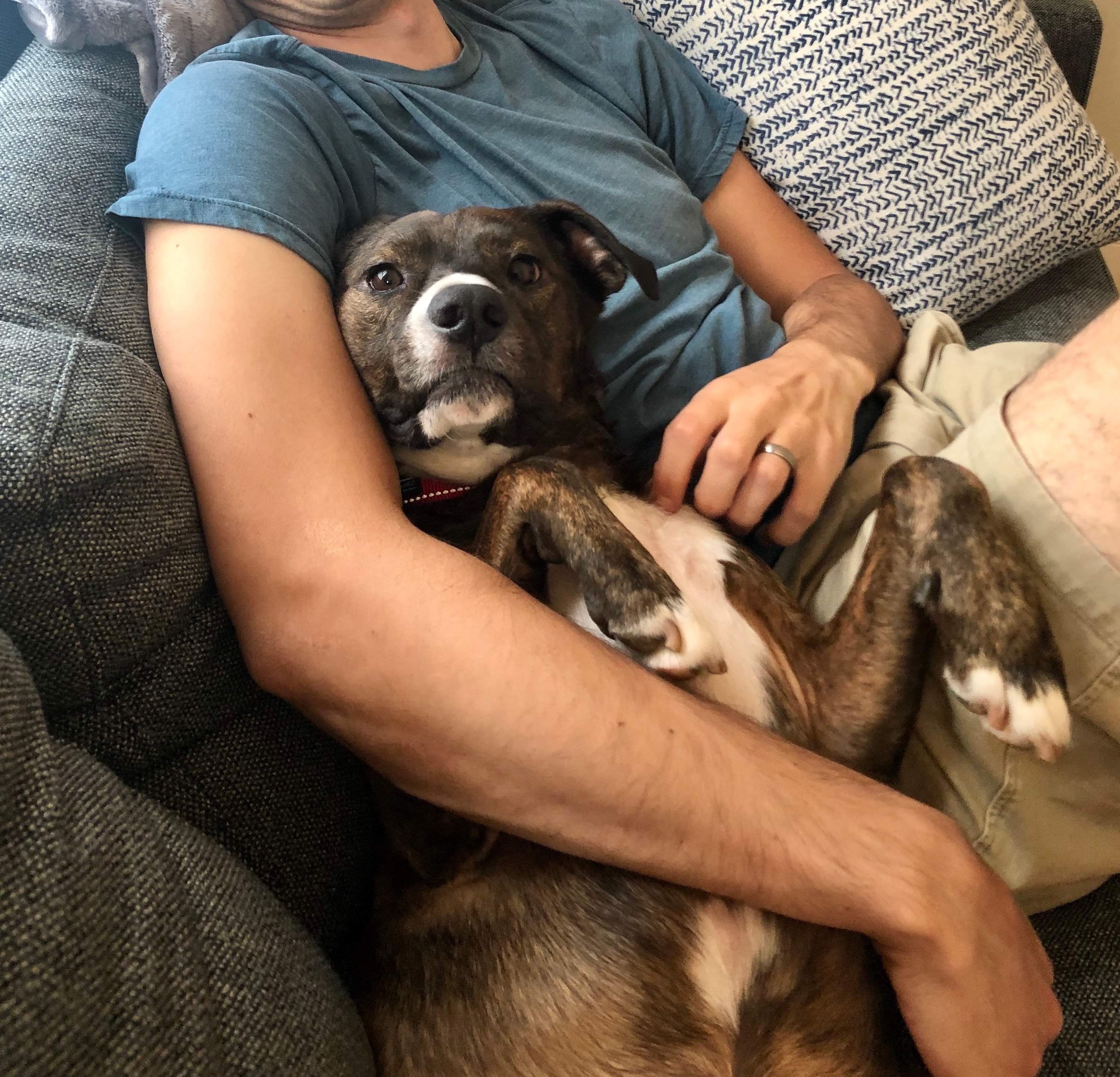 Enlarge Jackson, an adopted mixed breed in Atlanta , GA image 2/6
