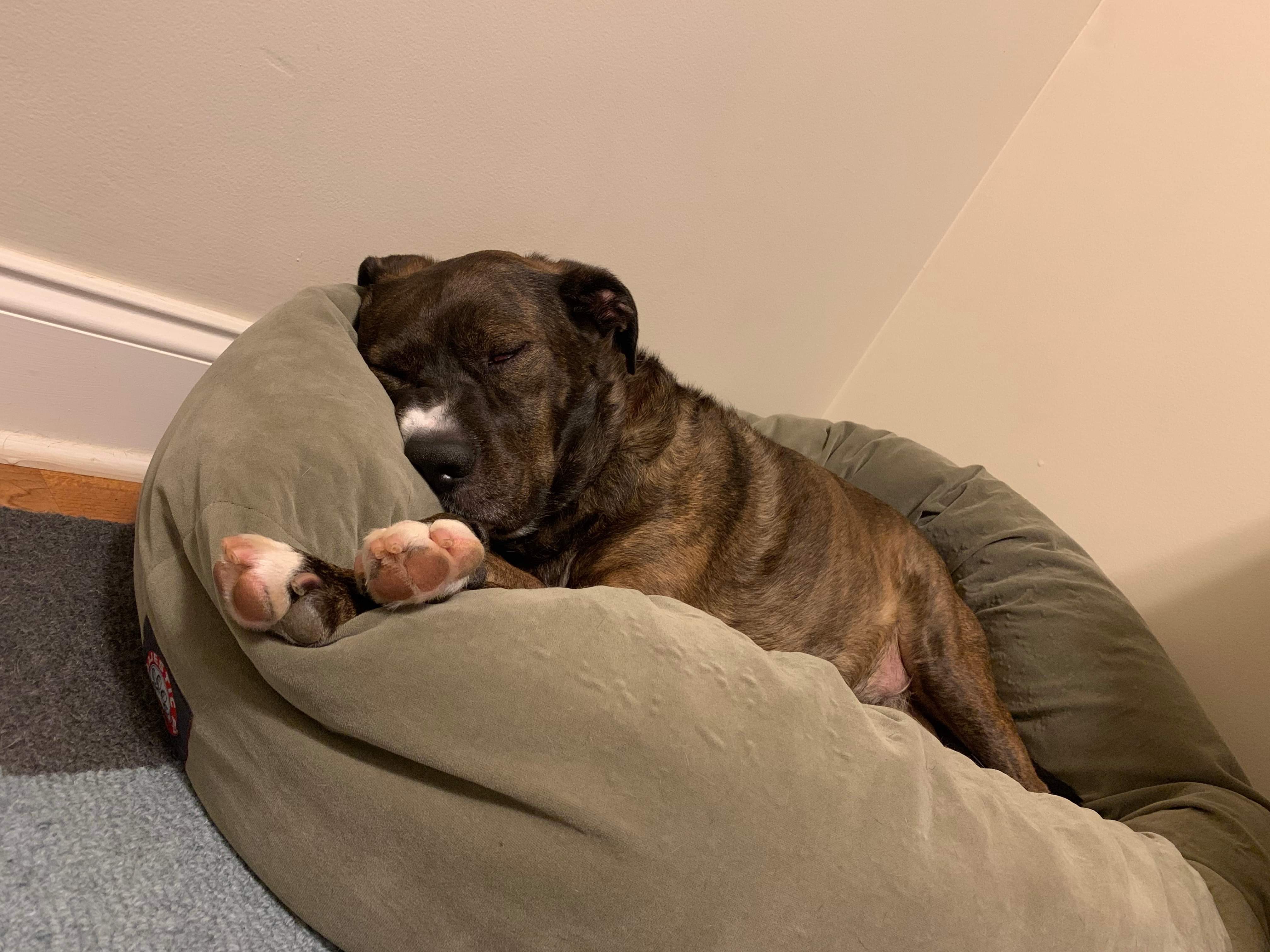 Enlarge Jackson, an adopted mixed breed in Atlanta , GA image 3/6