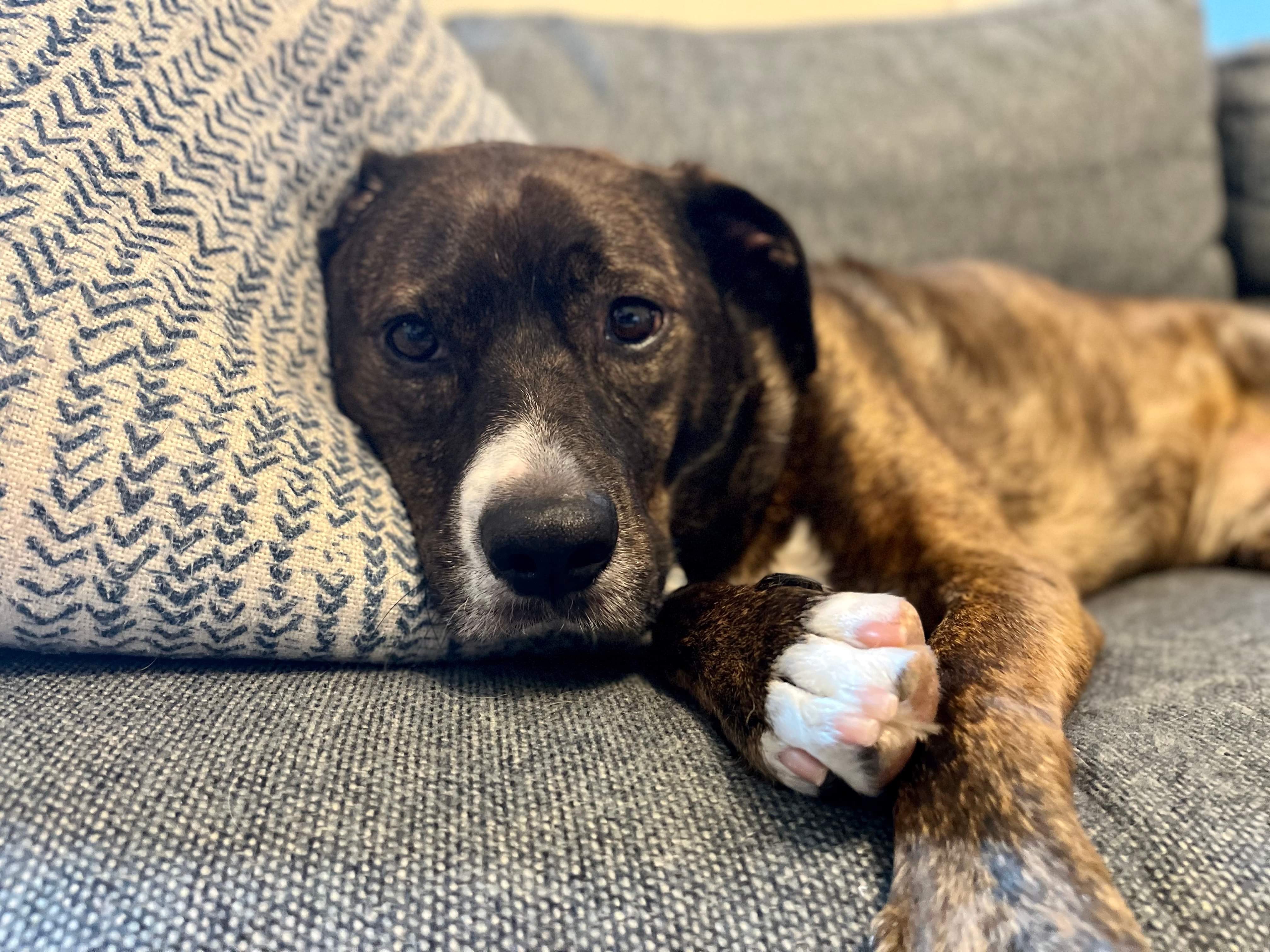 Enlarge Jackson, an adopted mixed breed in Atlanta , GA image 5/6