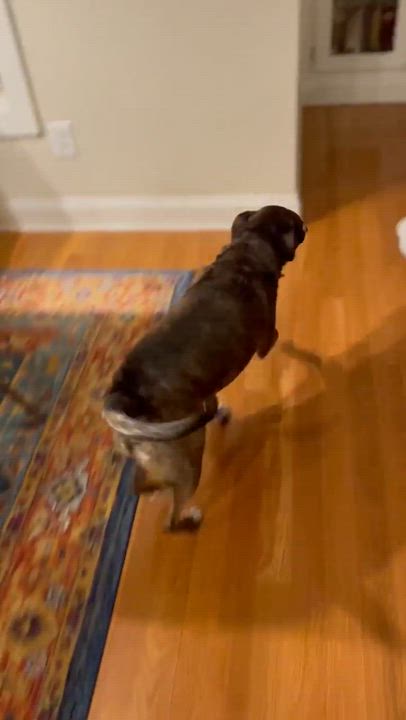 Enlarge Jackson, an adopted mixed breed in Atlanta , GA video 6/6
