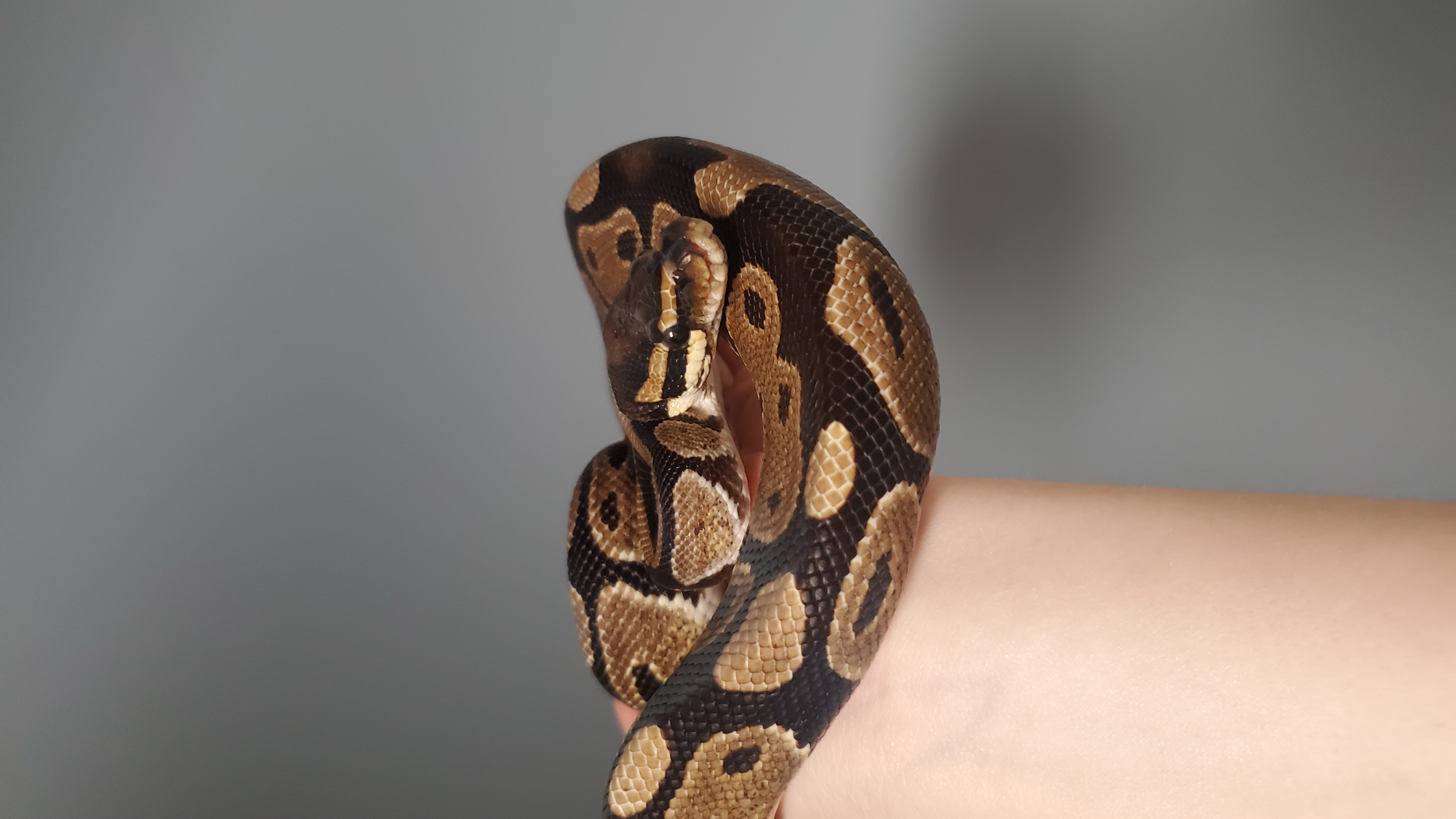 Luci, a Adopted Ball Python in Dunbar, PA image 1/2