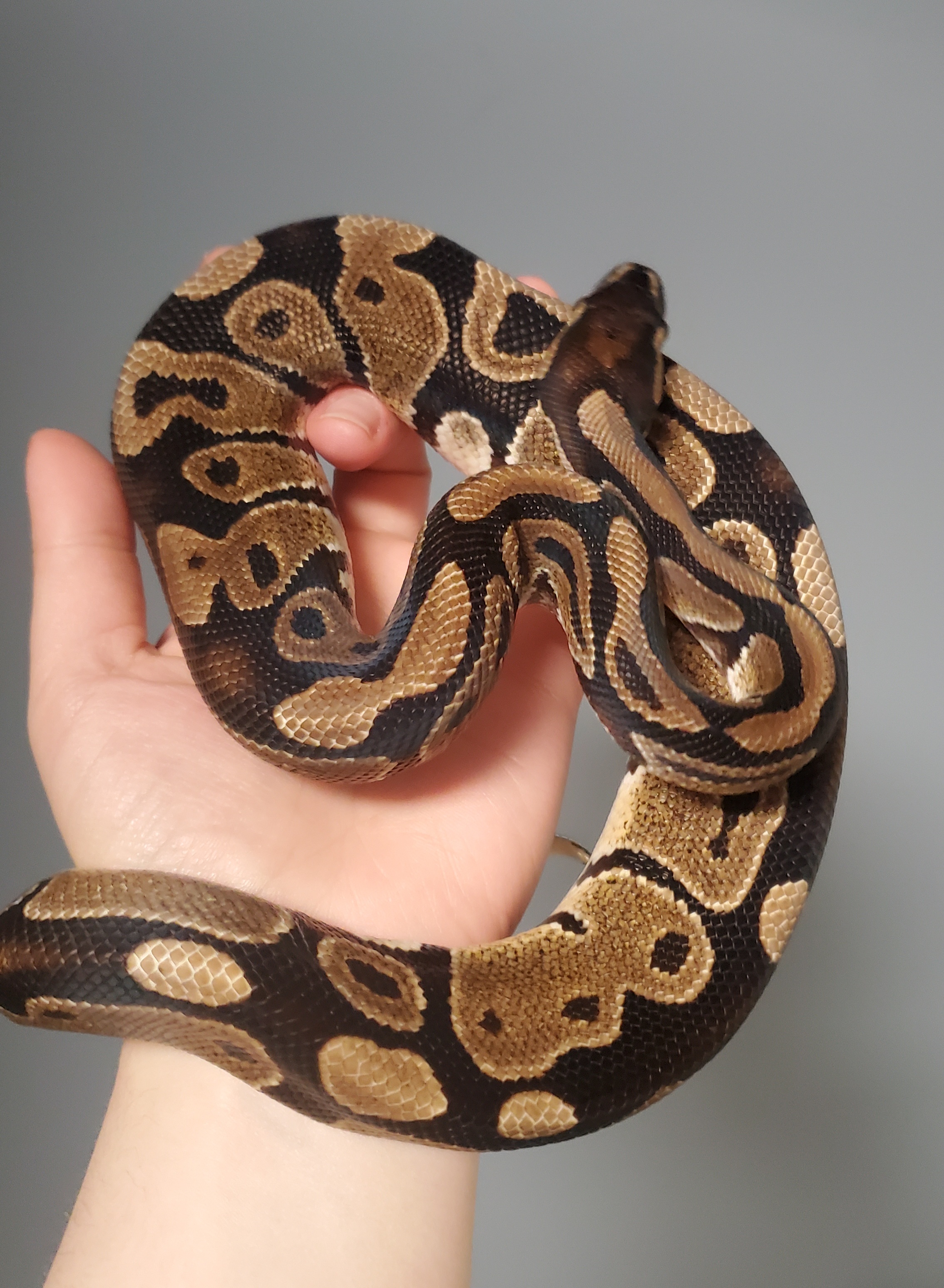 Luci, a Adopted Ball Python in Dunbar, PA image 2/2