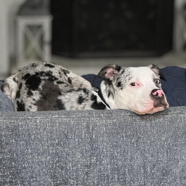 Enlarge Tiesto, a Adoptable mixed breed in Midlothian, VA image 3/6