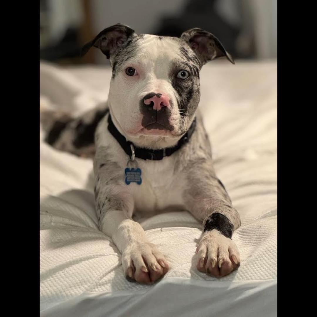 Enlarge Tiesto, a Adoptable mixed breed in Midlothian, VA image 2/6