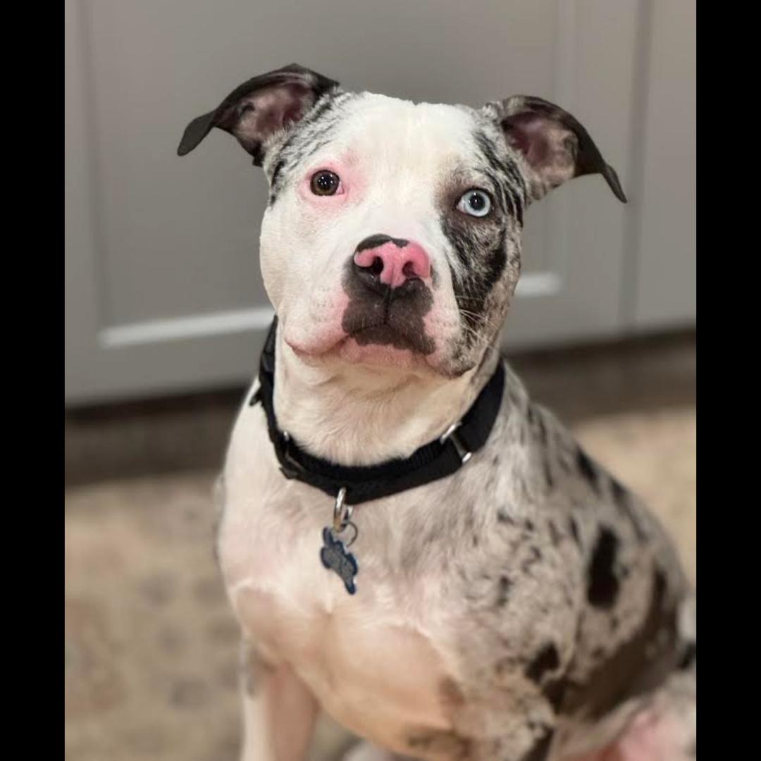 Tiesto, Adoptable, Young Male American Bully & Pit Bull Terrier.