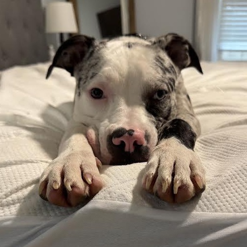 Enlarge Tiesto, a Adoptable mixed breed in Midlothian, VA image 6/6