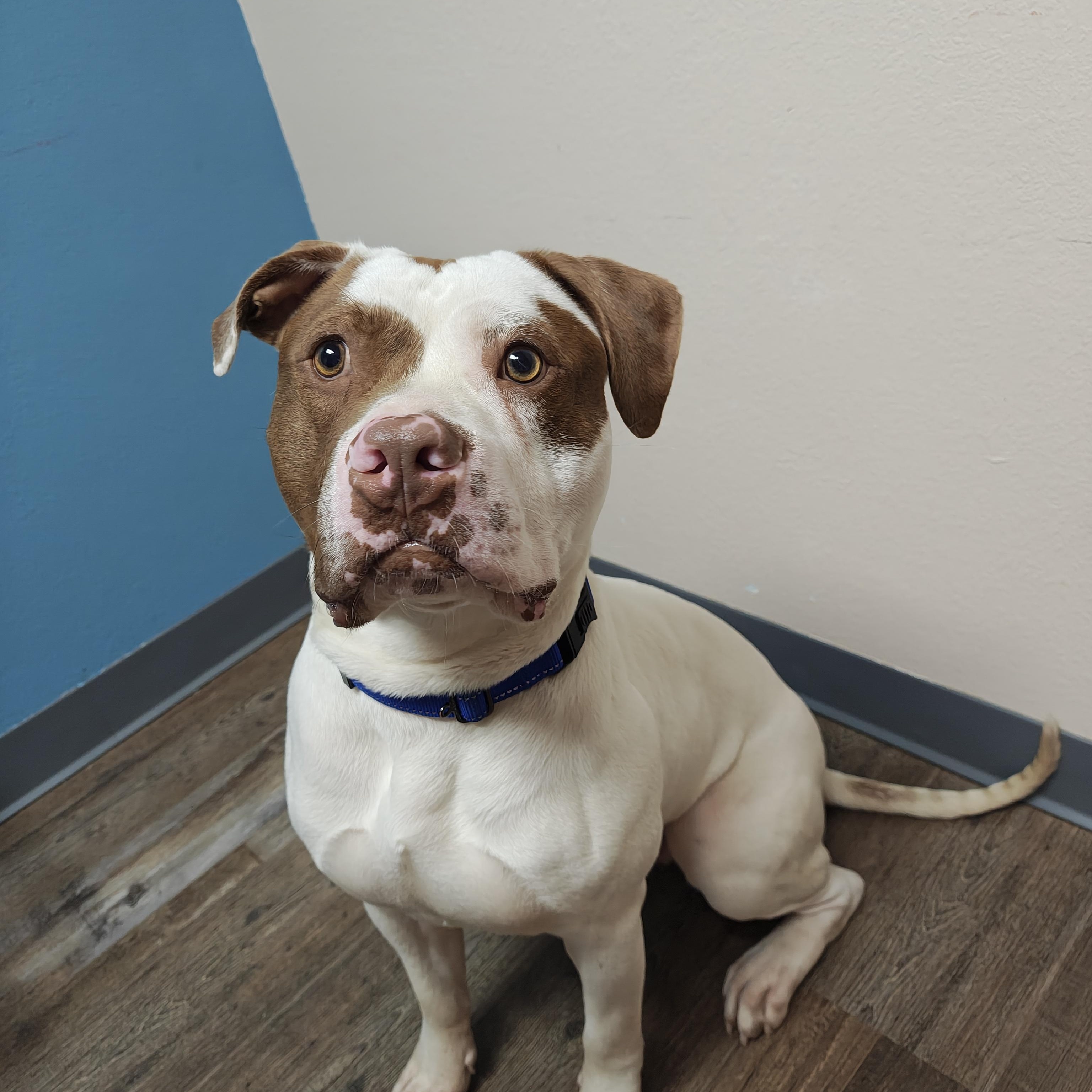 Watermelon, an adoptable Pit Bull Terrier in Oconto, WI, 54153 | Photo Image 1