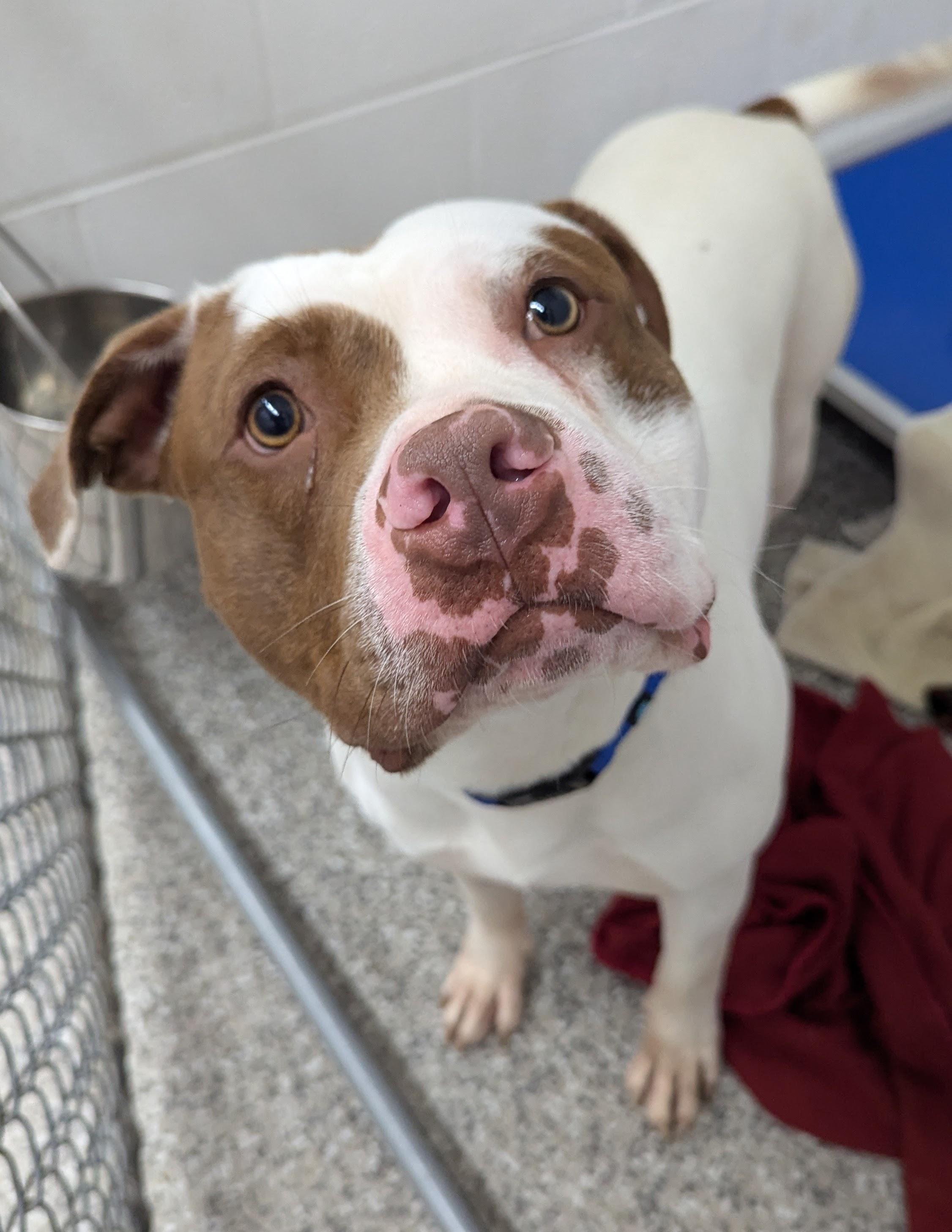 Watermelon, an adoptable Pit Bull Terrier in Oconto, WI, 54153 | Photo Image 2