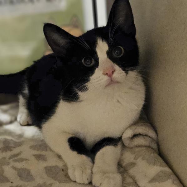 Farrah, Adoptable, Young Female Domestic Short Hair.