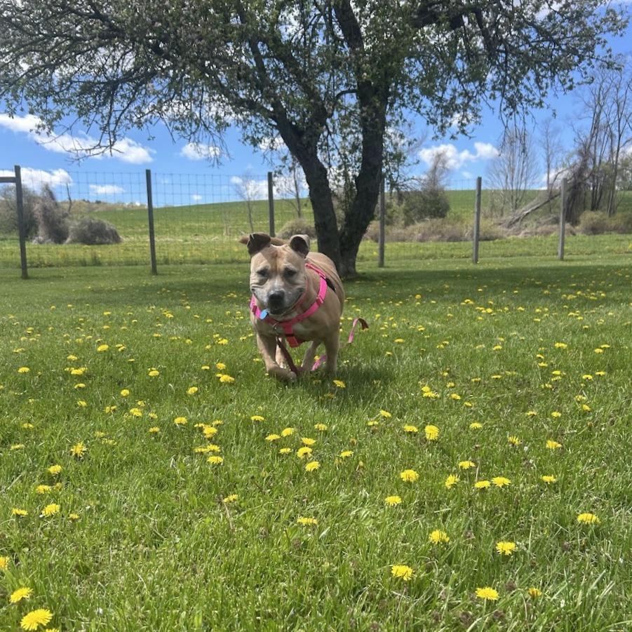 Enlarge Lovely, a Adoptable Mixed Breed in Bangall, NY image 1/6