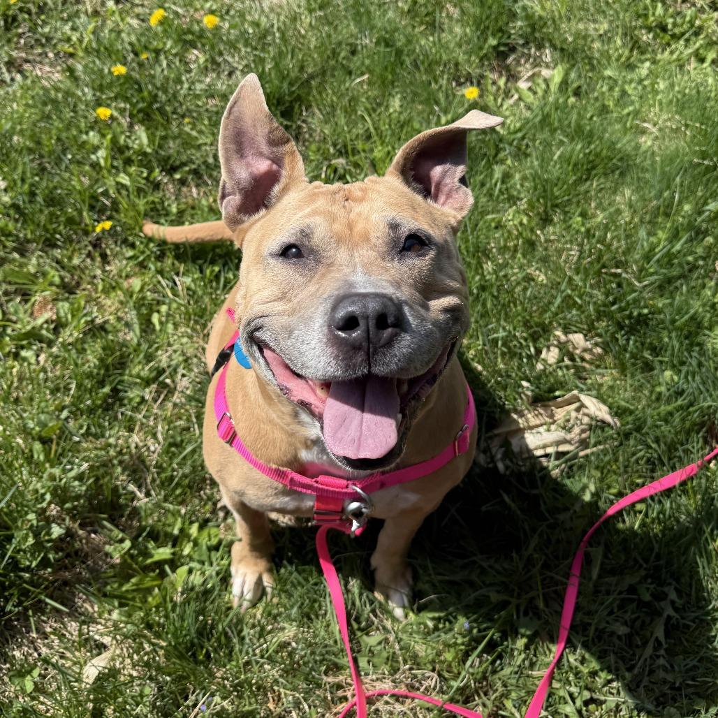 Enlarge Lovely, a Adoptable Mixed Breed in Bangall, NY image 2/6