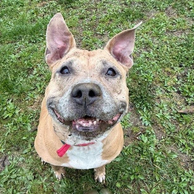 Enlarge Lovely, a Adoptable Mixed Breed in Bangall, NY image 3/6