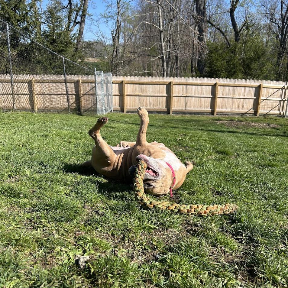 Enlarge Lovely, a Adoptable Mixed Breed in Bangall, NY image 4/6