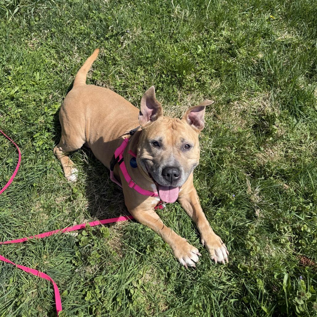 Enlarge Lovely, a Adoptable Mixed Breed in Bangall, NY image 5/6