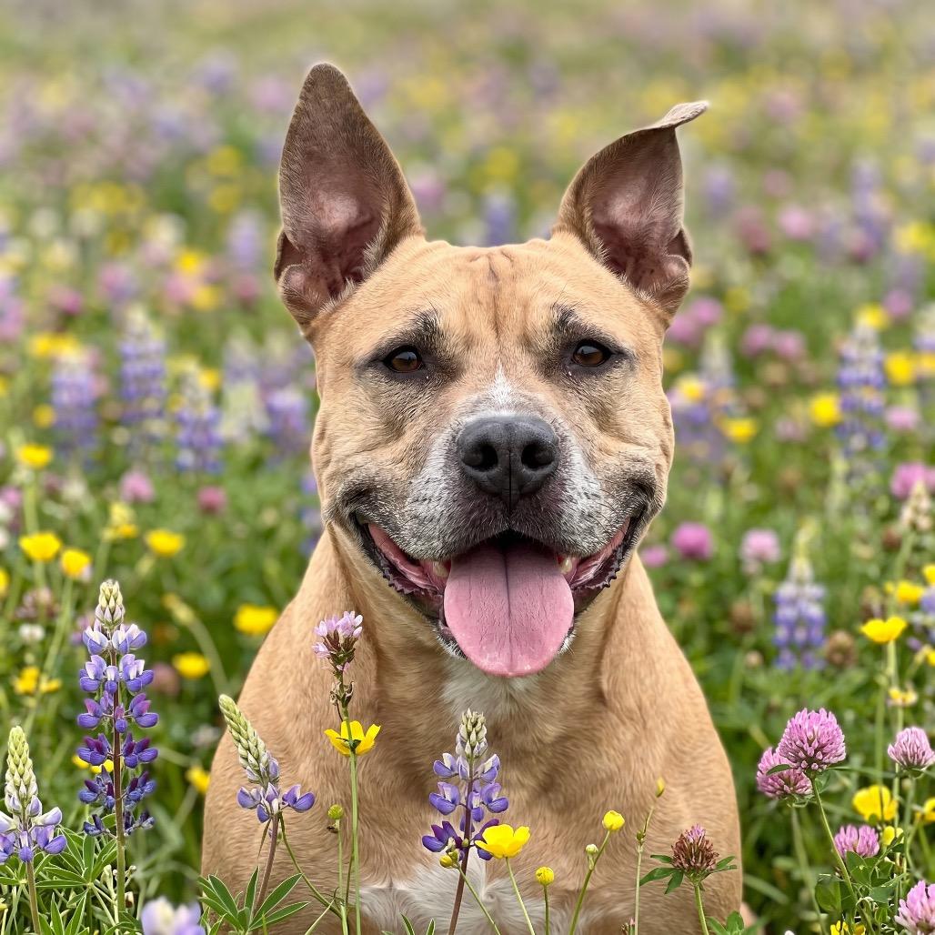 Enlarge Lovely, a Adoptable Mixed Breed in Bangall, NY image 6/6