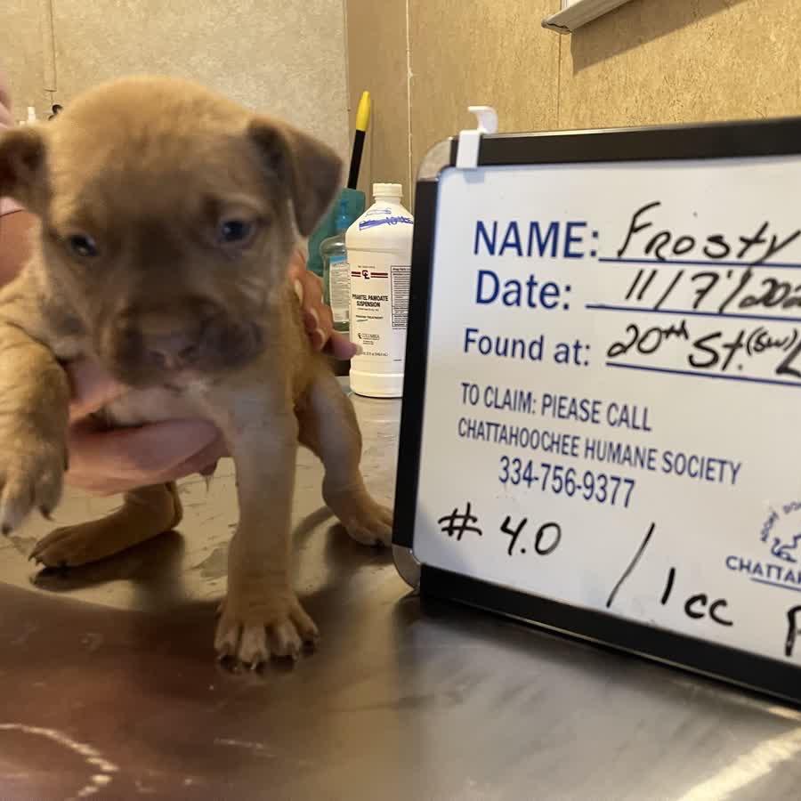 Enlarge Frosty, a Adoptable Black Labrador Retriever in Valley, AL image 1/1