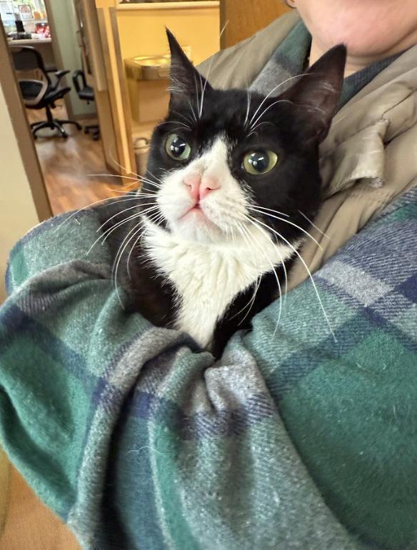 Darnell, Adoptable, Adult Male Domestic Short Hair.