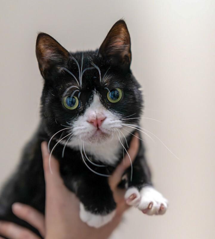 Enlarge Darnell, a Adoptable Domestic Short Hair in Arlington, WA image 2/6