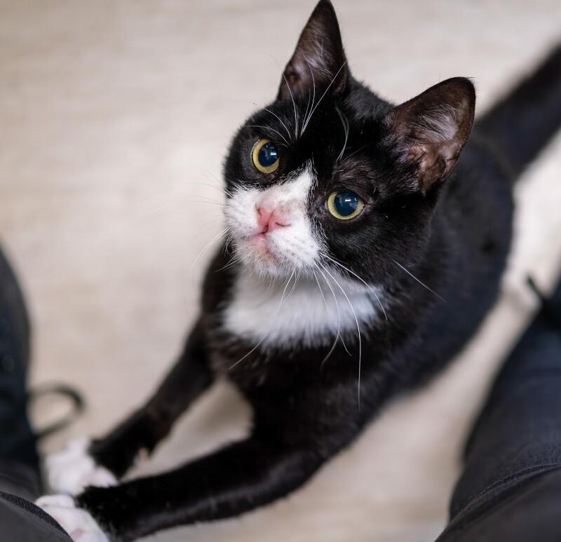 Enlarge Darnell, a Adoptable Domestic Short Hair in Arlington, WA image 3/6