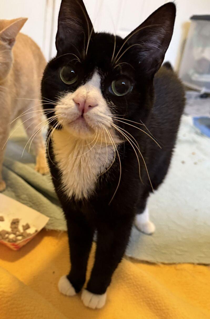Enlarge Darnell, a Adoptable Domestic Short Hair in Arlington, WA image 4/6