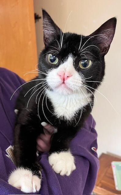 Enlarge Darnell, a Adoptable Domestic Short Hair in Arlington, WA image 5/6