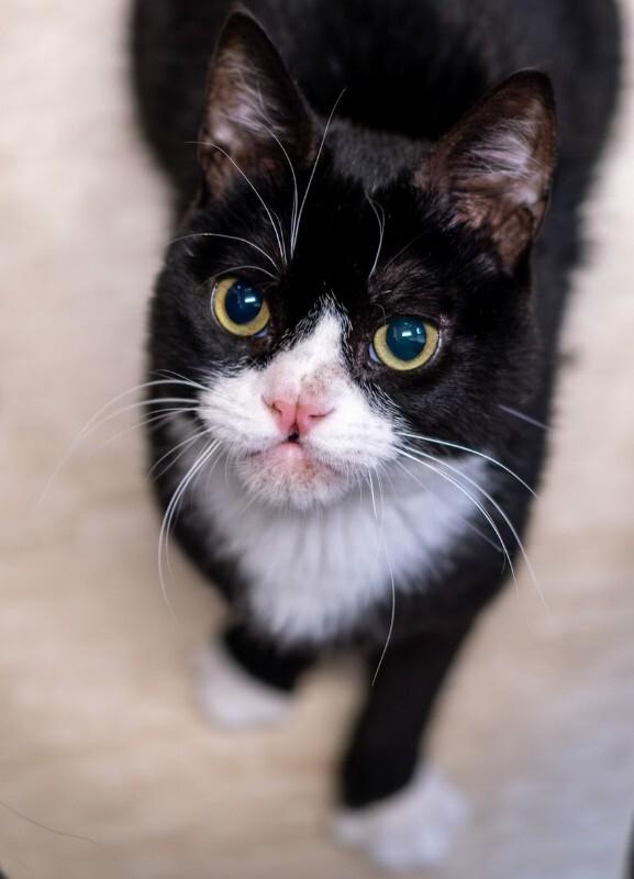 Enlarge Darnell, a Adoptable Domestic Short Hair in Arlington, WA image 6/6