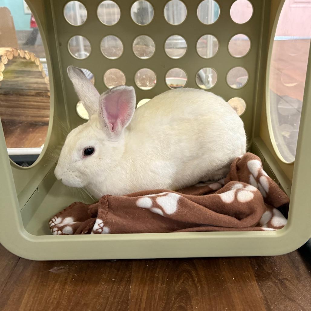 Bun Affleck, Adoptable, Adult Male American & Flemish Giant.