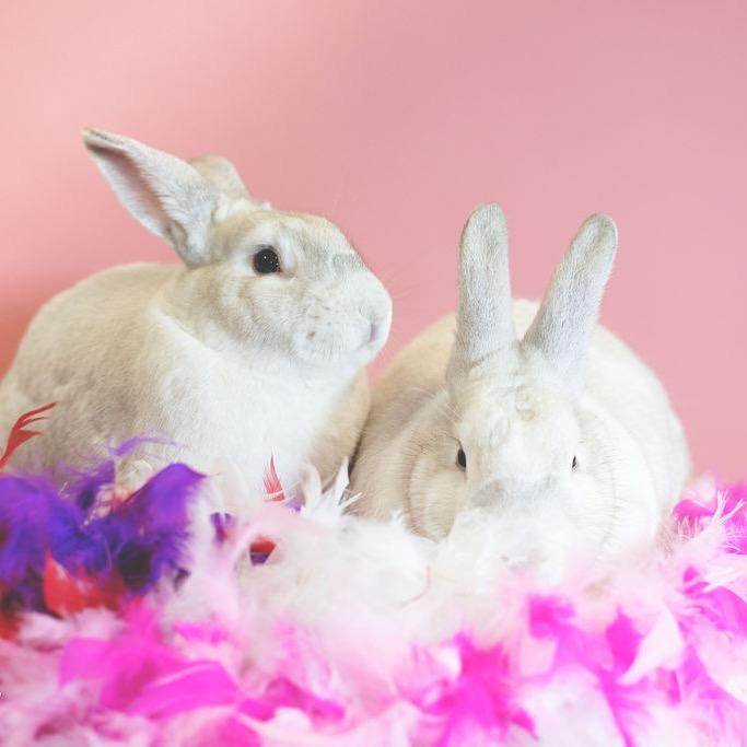 Bun Affleck, a Adoptable mixed breed in Port Richey, FL image 2/5