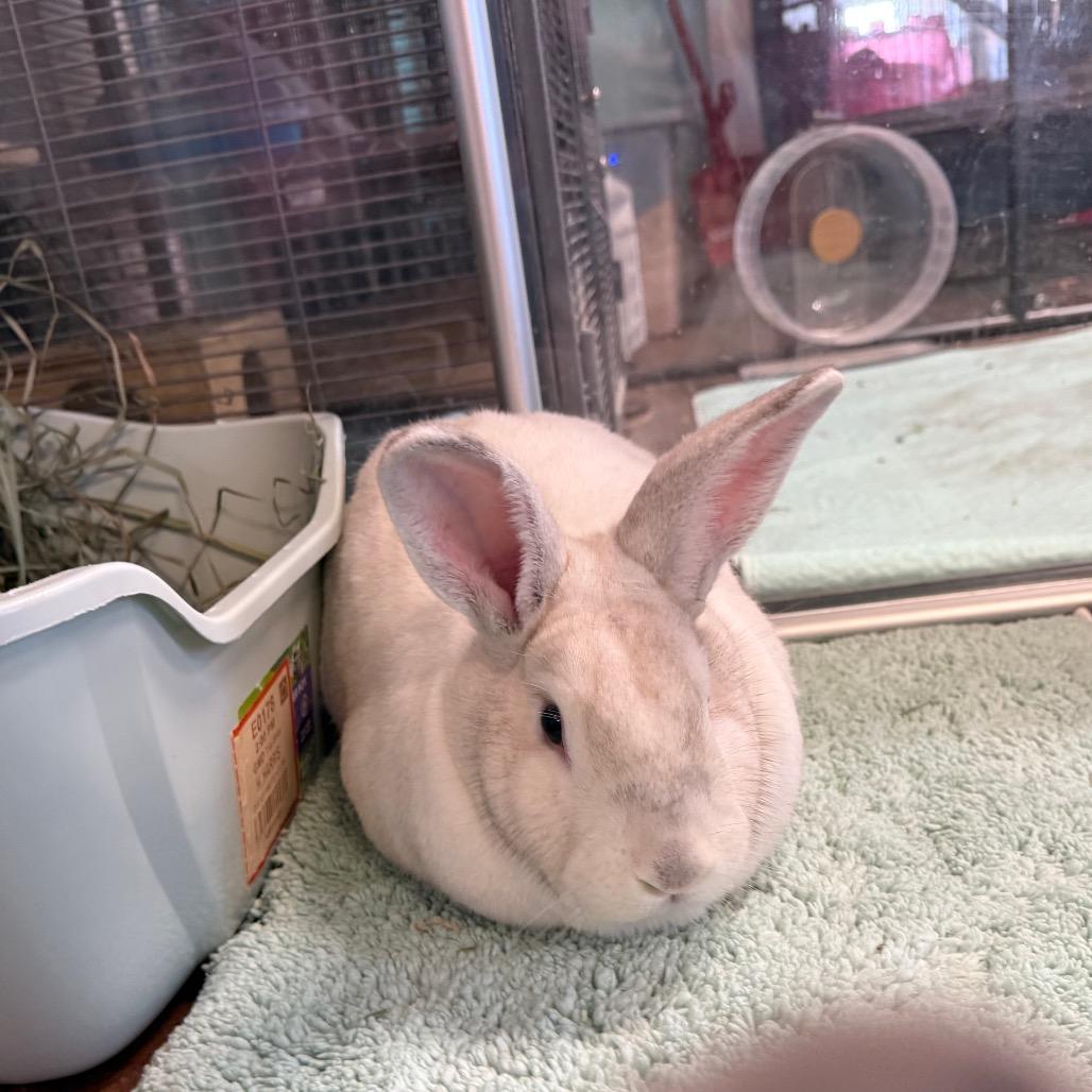 Bun Affleck, a Adoptable mixed breed in Port Richey, FL image 3/5