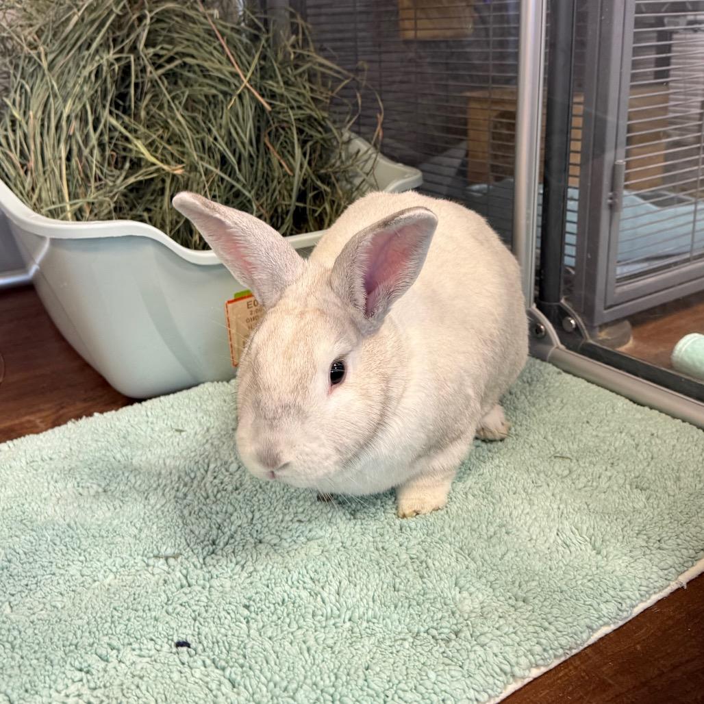 Bun Affleck, a Adoptable mixed breed in Port Richey, FL image 5/5