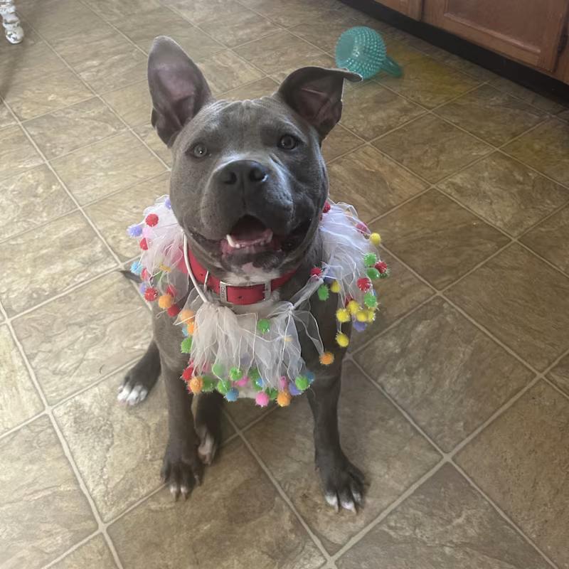 Enlarge Addie, a Adoptable mixed breed in Oxford, MI image 2/6