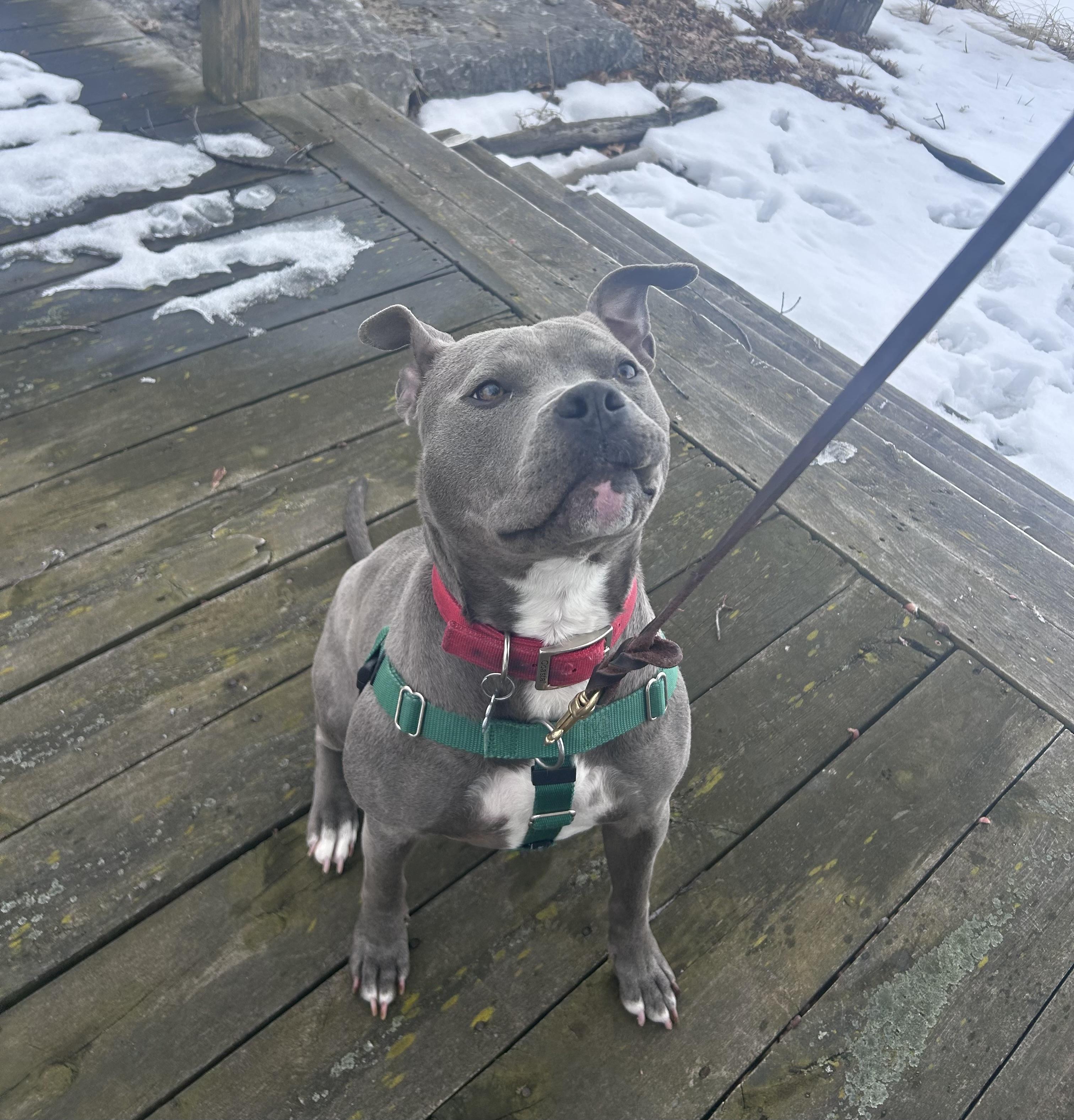 Enlarge Addie, a Adoptable mixed breed in Oxford, MI image 5/6