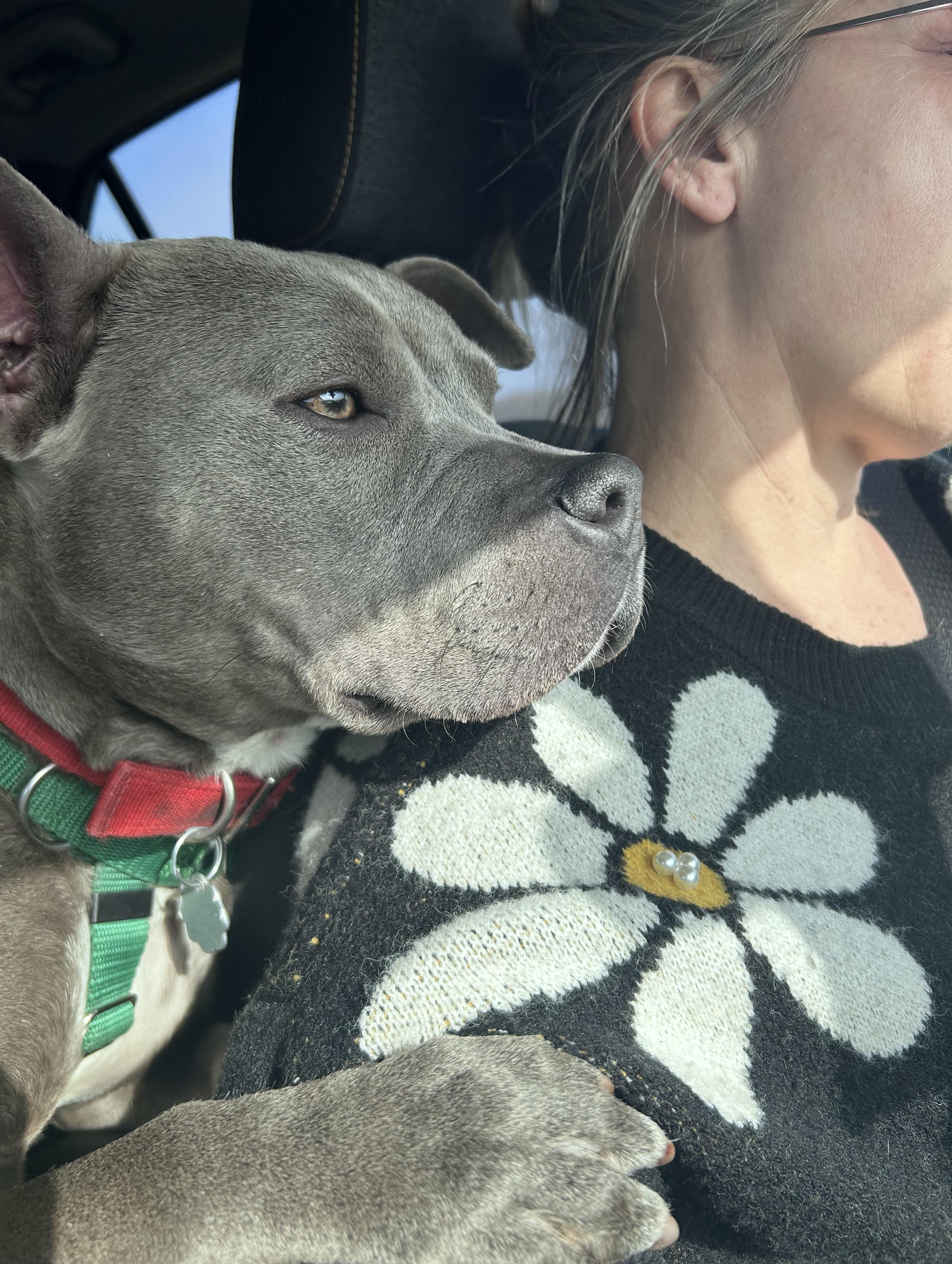 Enlarge Addie, a Adoptable mixed breed in Oxford, MI image 1/6