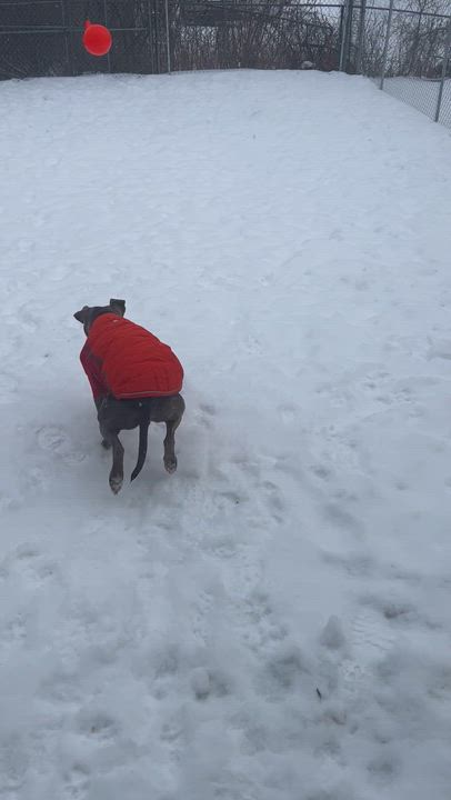 Enlarge Addie, a Adoptable mixed breed in Oxford, MI video 6/6