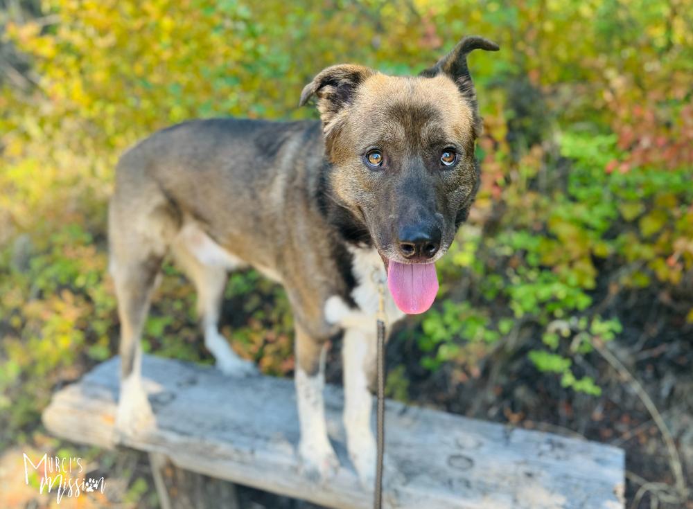 🧮 Quota 🧮, Adoptable, Adult Male Husky & Akita.
