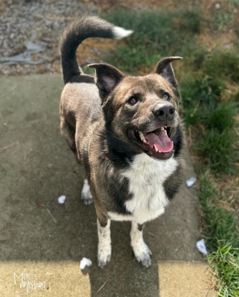🧮 Quota 🧮, a Adoptable mixed breed in Spokane , WA image 2/6