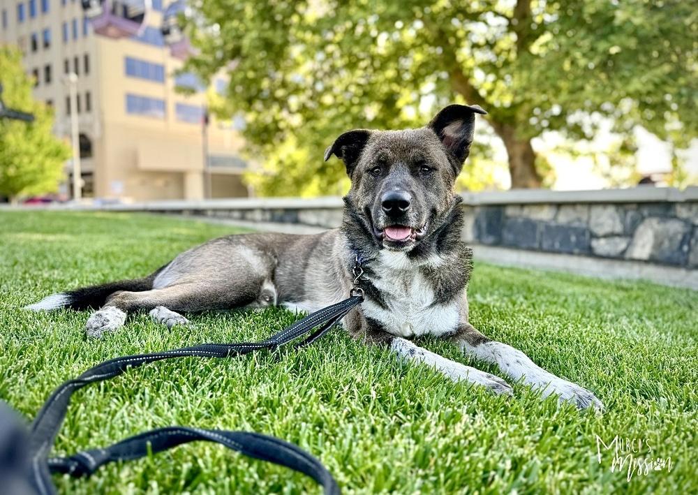 🧮 Quota 🧮, a Adoptable mixed breed in Spokane , WA image 3/6