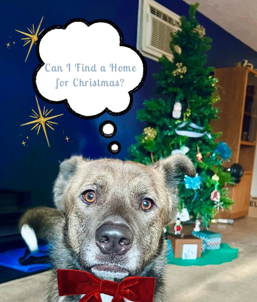 🧮 Quota 🧮, a Adoptable mixed breed in Spokane , WA image 4/6