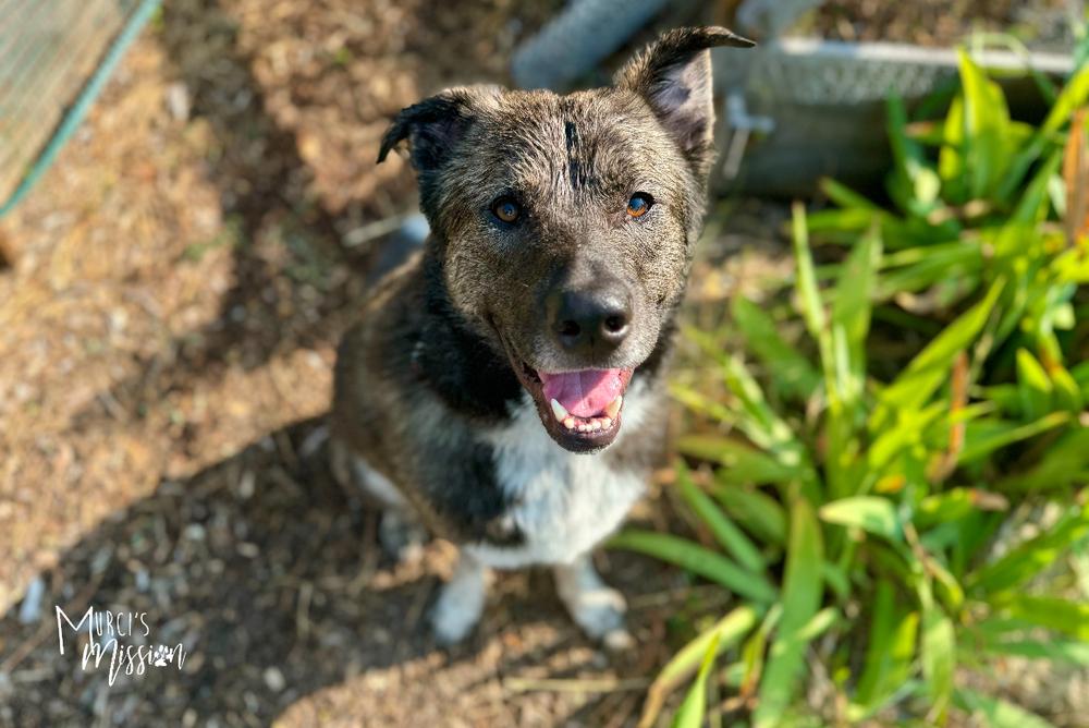 🧮 Quota 🧮, a Adoptable mixed breed in Spokane , WA image 5/6
