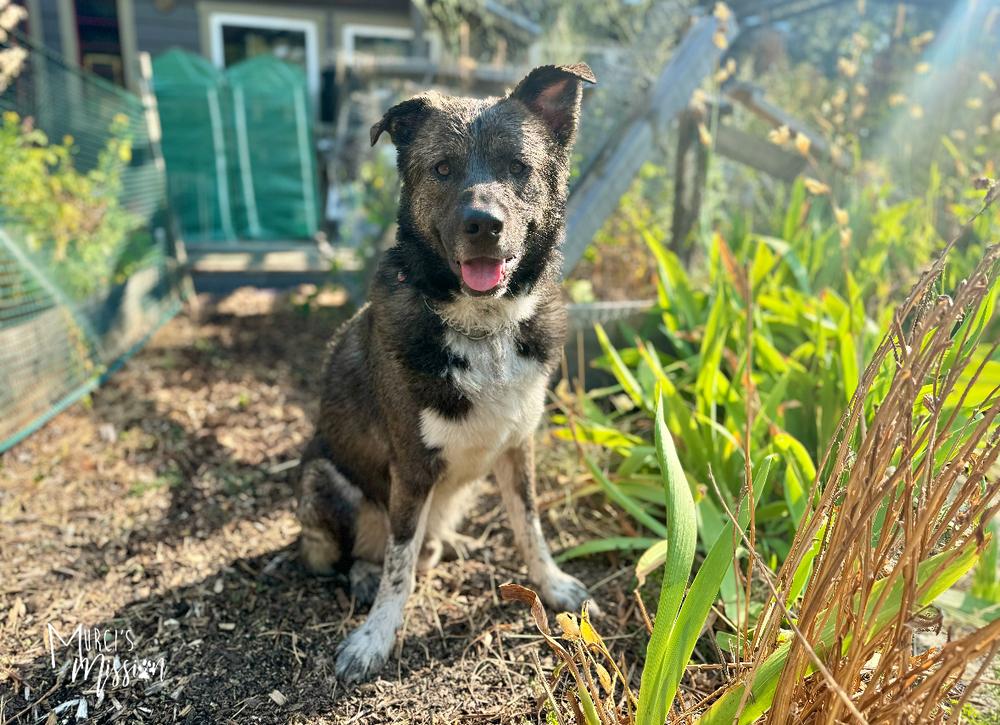 🧮 Quota 🧮, a Adoptable mixed breed in Spokane , WA image 6/6