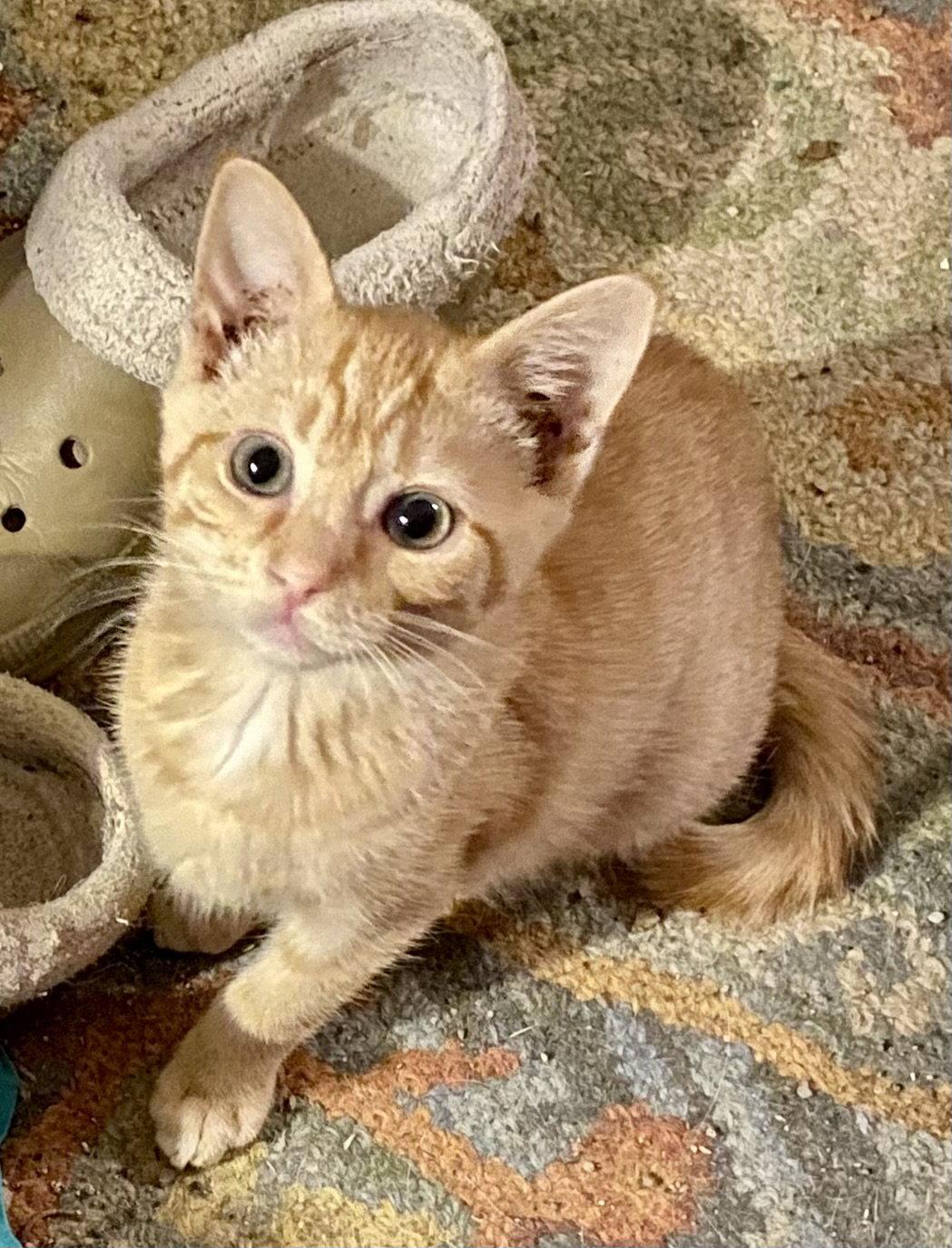 Enlarge Andy, a Adopted Domestic Short Hair in Versailles, KY image 2/2