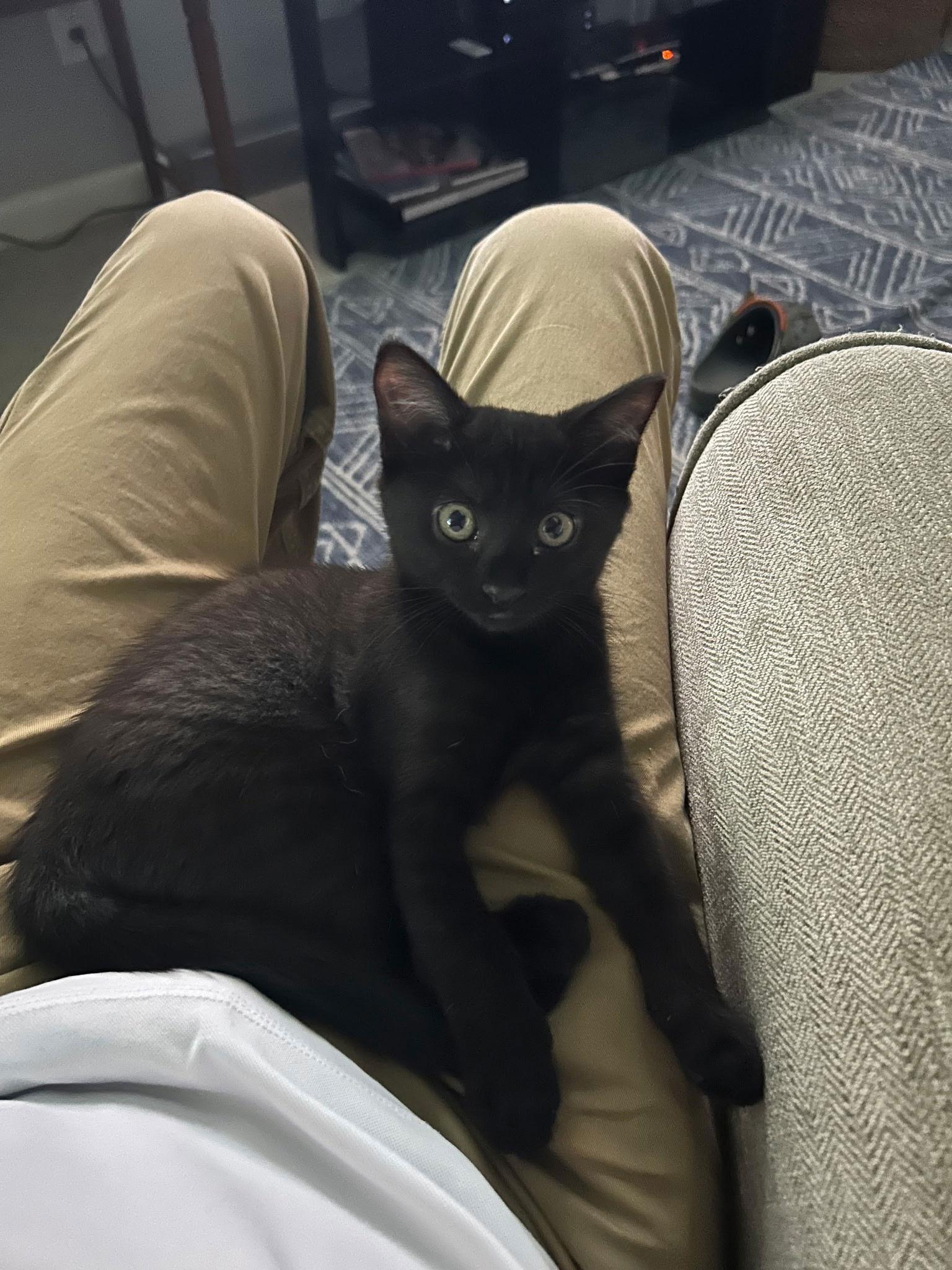 Midnight T., a Adoptable Domestic Medium Hair image 2/3