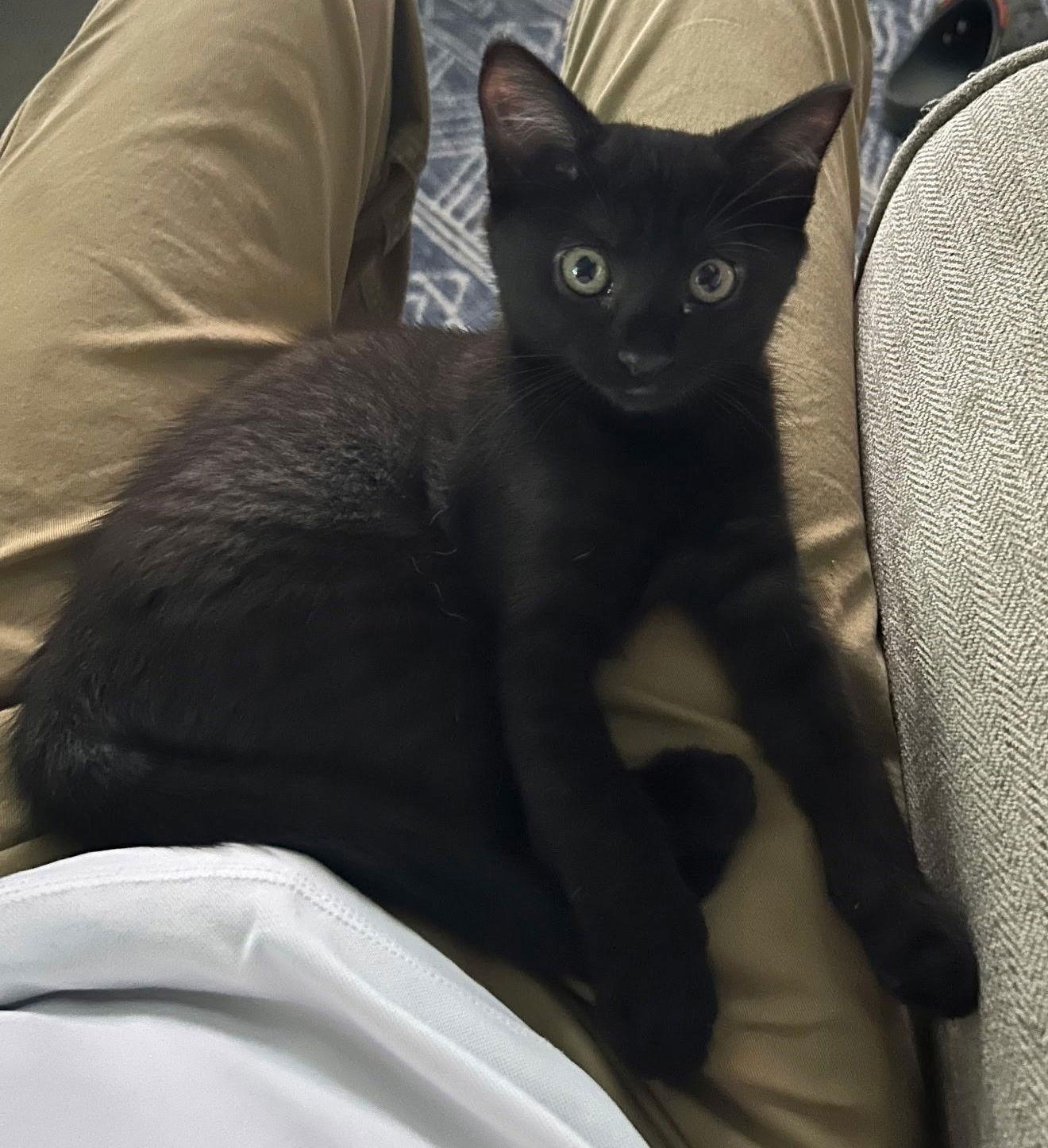 Midnight T., a Adoptable Domestic Medium Hair image 3/3