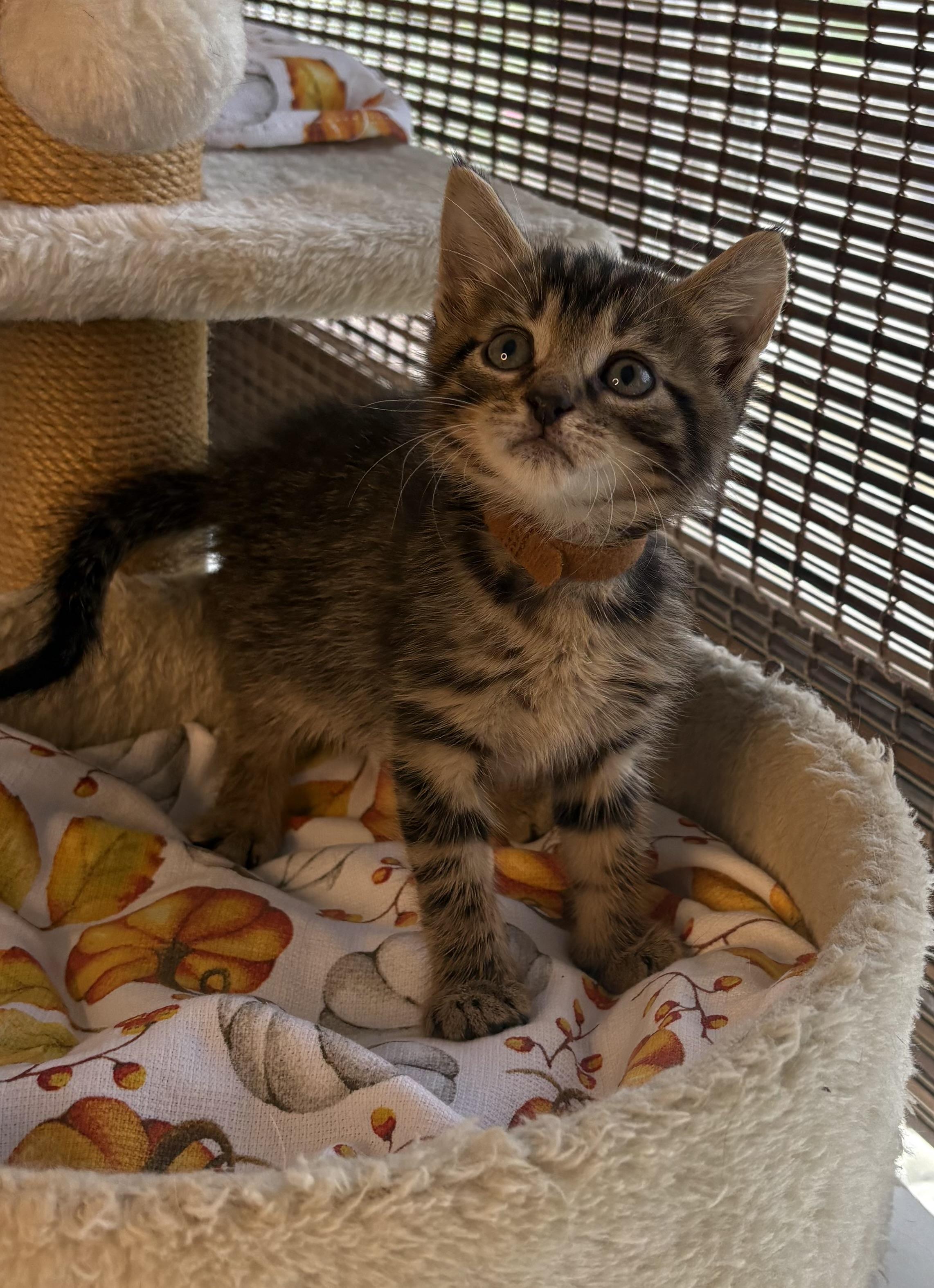 Axel, Adoptable, Kitten Male Domestic Short Hair.