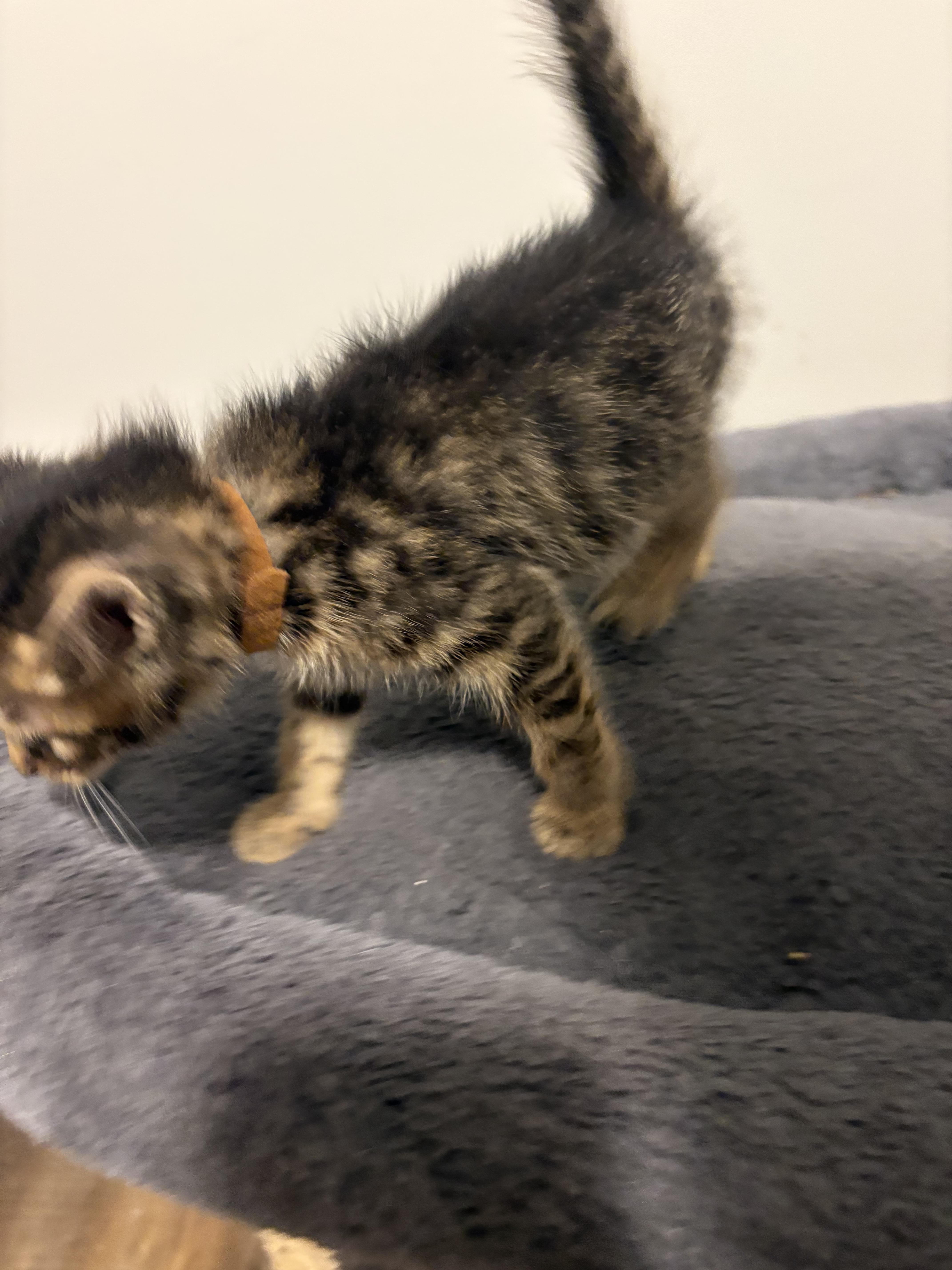 Enlarge Axel, a Adoptable Domestic Short Hair in Bethel, OH image 2/3