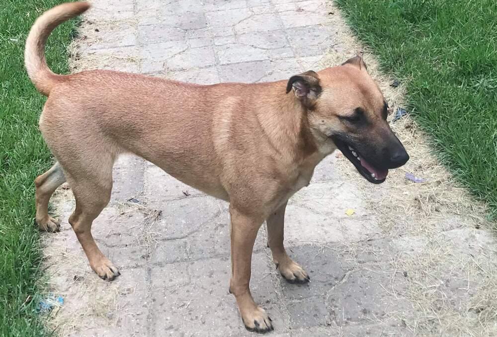 Peanut Butter, Adoptable, Adult Female Belgian Shepherd / Malinois & German Shepherd Dog.
