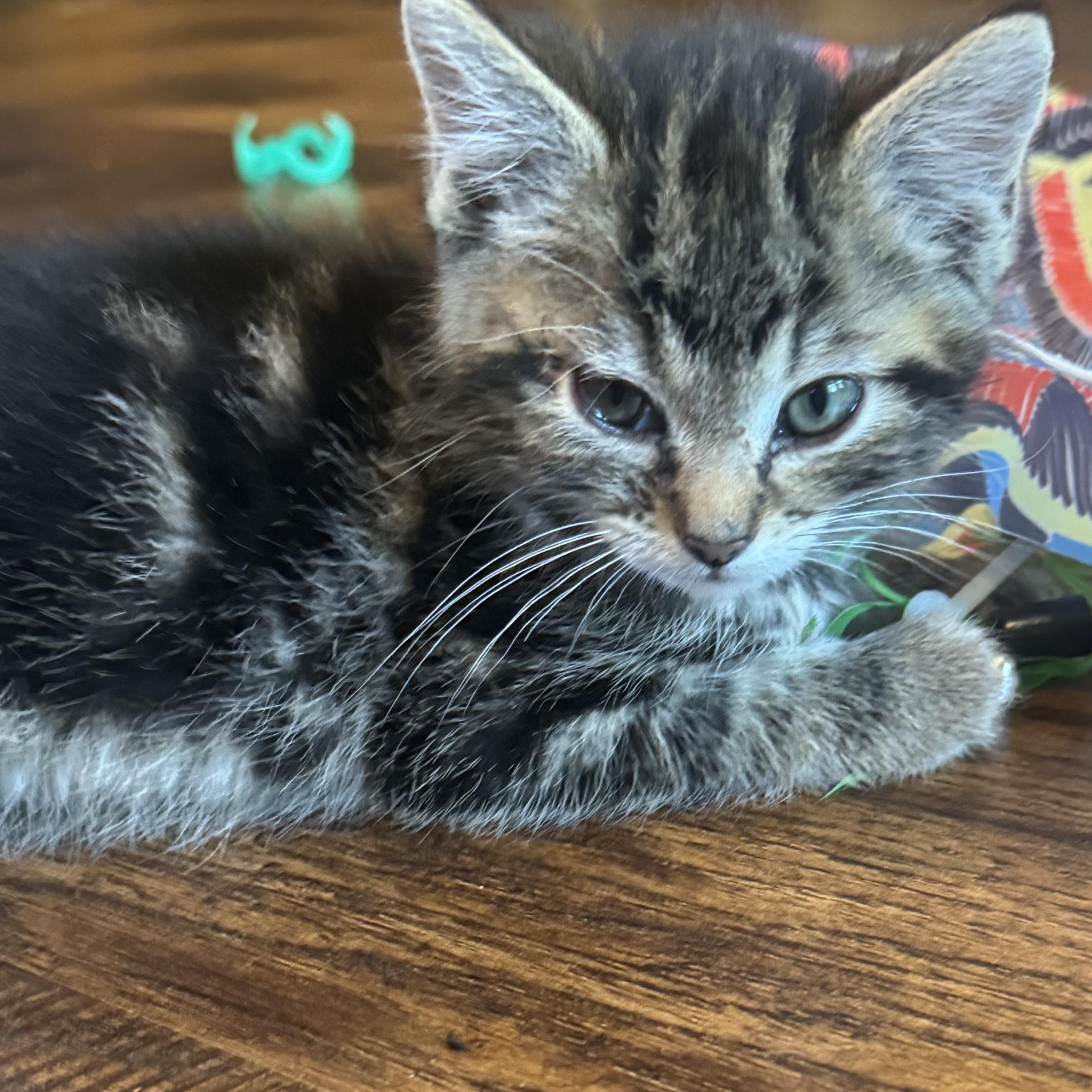 Enlarge Tobias, a Adoptable Tabby in Pasco, WA image 4/6